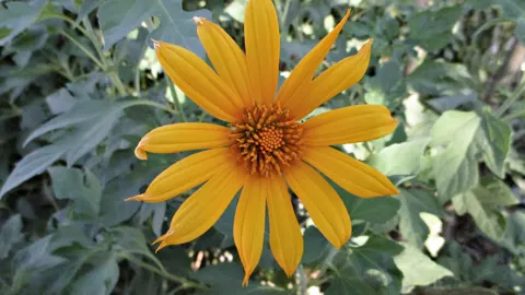 Pomarańczowożółty kwiatostan słonecznicy różnolistnej (Tithonia diversifolia) na tle klapowanych, szarozielonych liści.