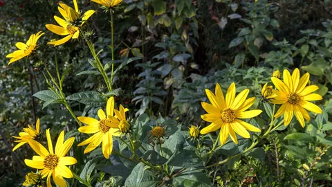 Kwitnące rośliny topinamburu (Helianthus tuberosus) z żółtymi koszyczkami i szorstkimi, zielonymi liśćmi.