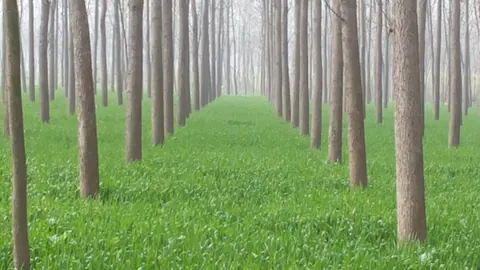 Plantacja topoli w równych rzędach na zielonej łące – szybko rosnąca biomasa drzewna uprawiana na cele energetyczne.