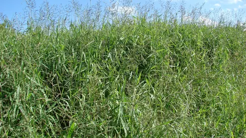 Gęsty, wysoki łan trawy para (Urochloa mutica) z wiechami na tle błękitnego nieba na wyspie Maui.