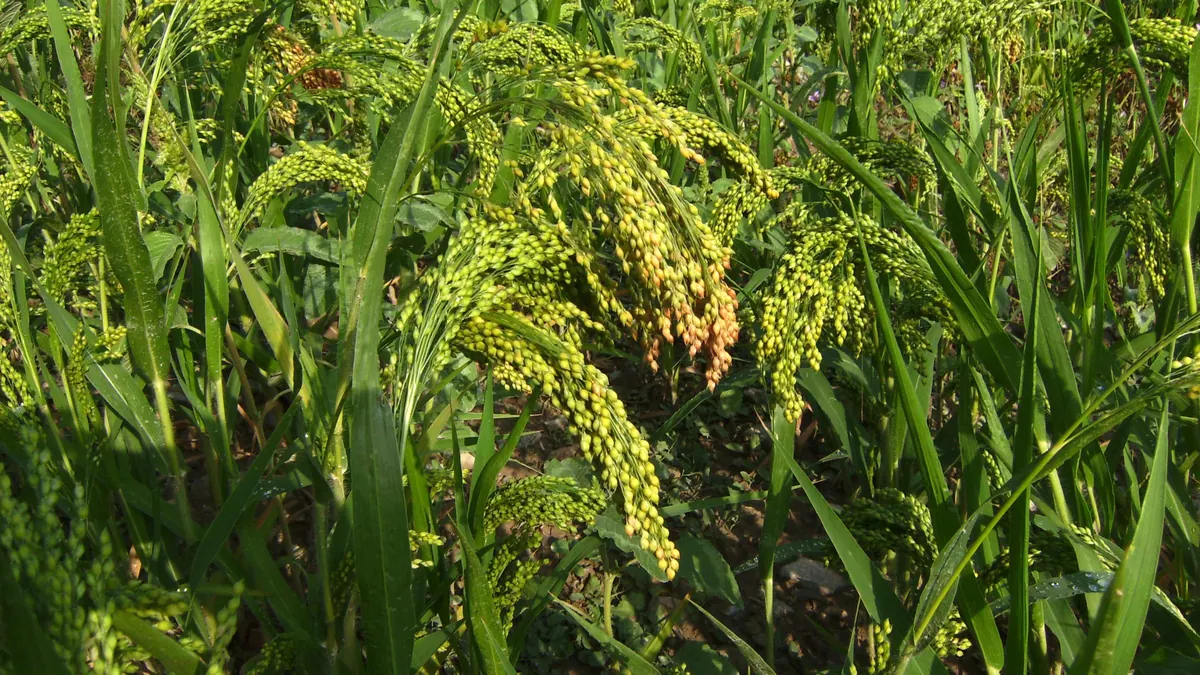 Dojrzewające wiechy trawy sudańskiej (Sorghum × drummondii) w gęstym łanie na polu w Katalonii.