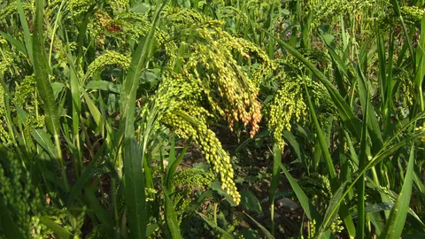 Dojrzewające wiechy trawy sudańskiej (Sorghum × drummondii) w gęstym łanie na polu w Katalonii.
