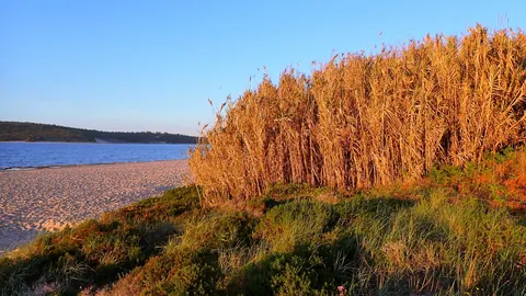 Wysoka kępa trzciny olbrzymiej (Arundo donax) w złotym świetle zachodu nad laguną Albufeira w Portugalii.