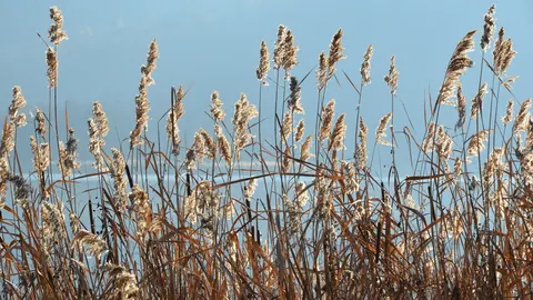 Wiechy trzciny pospolitej (Phragmites australis) w zimowym trzcinowisku nad jeziorem Wörthersee w Karyntii.