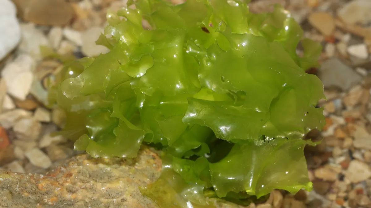 Plecha sałaty morskiej (Ulva lactuca) – jaskrawozielone, pofałdowane blaszki glonu na kamieniach w płytkiej wodzie.