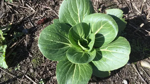 Rozeta pak choi (Brassica rapa chinensis) z jasnymi, mięsistymi ogonkami i ciemnozielonymi liśćmi rosnąca na grządce.