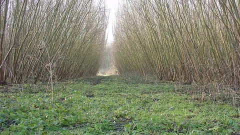 Plantacja wierzby energetycznej w krótkiej rotacji pod Lille – gęste rzędy cienkich pędów po obu stronach ścieżki.