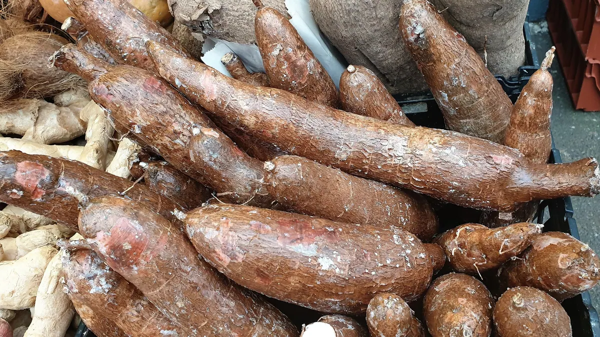 Stos świeżych korzeni manioku o brązowej, łuszczącej się skórce – surowiec do produkcji skrobi, po której zostają wytłoki.