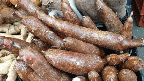 Stos świeżych korzeni manioku o brązowej, łuszczącej się skórce – surowiec do produkcji skrobi, po której zostają wytłoki.