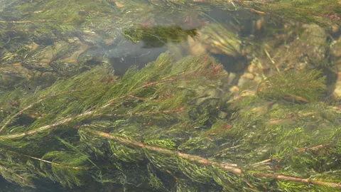 Podwodne pędy wywłócznika kłosowego (Myriophyllum spicatum) z pierzastymi liśćmi w nurcie rzeki Jagst.