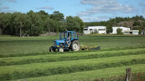 Rolnik koszący trawę na kiszonkę ciągnikiem z kosiarką na łące w Szwecji, z pokosami ułożonymi w rzędy.