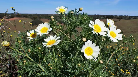 Kwitnący złocień wieńcowy (Glebionis coronaria) z białożółtymi koszyczkami na polu w regionie Beja w Portugalii.