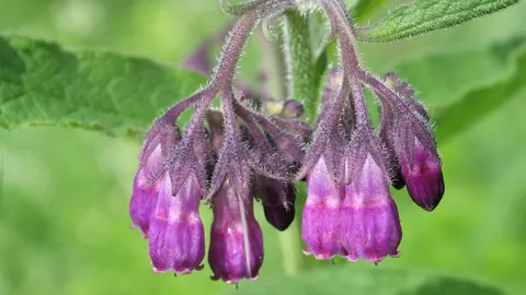 Fioletowe, dzwonkowate kwiaty żywokostu lekarskiego (Symphytum officinale) zwisające z owłosionej łodygi.